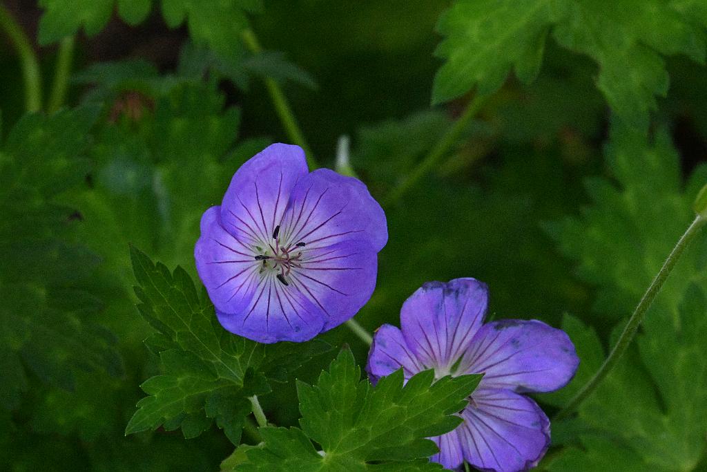 2025-06219114 Tower Hill Botanic Garden, MA.JPG - Geranium or Cranesbill (Geranium 'Rozanne'). New England Botanic Garden at Tower Hill, MA, 6-21-2025